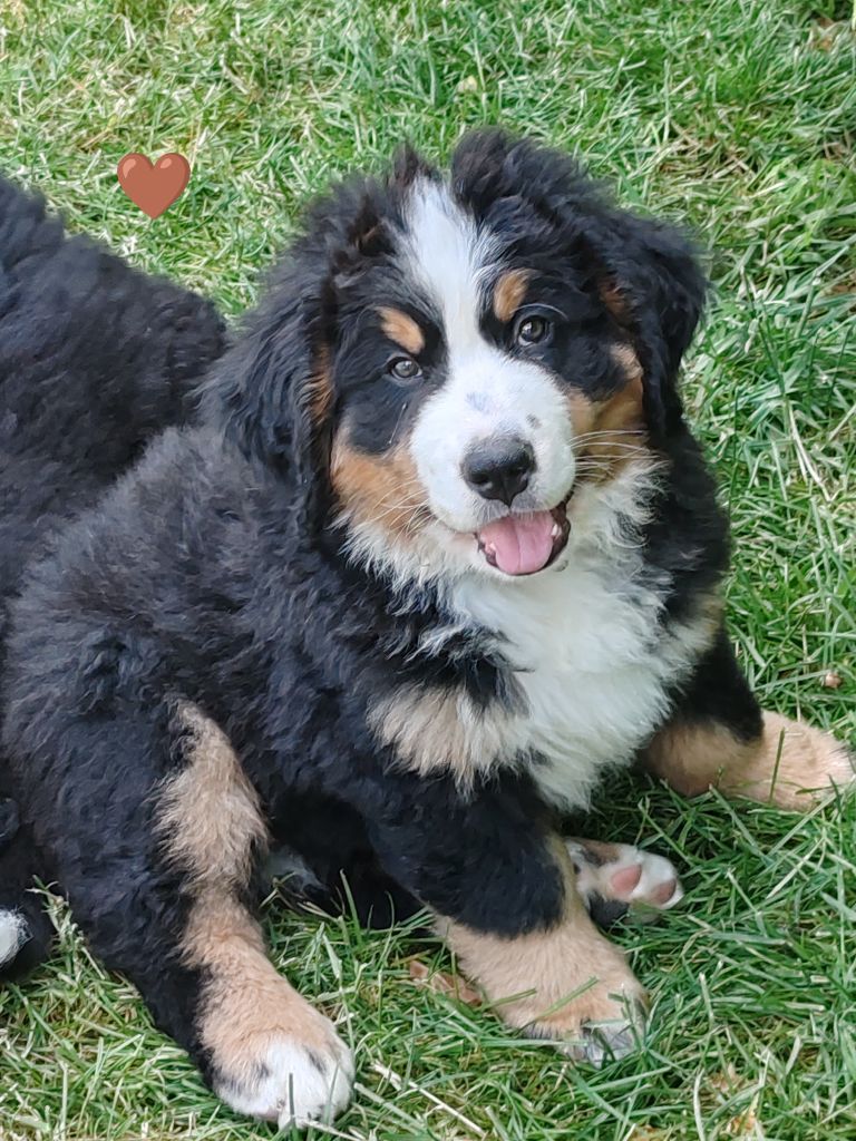 Du Pays D'auge Fleury - Chiots disponibles - Bouvier Bernois