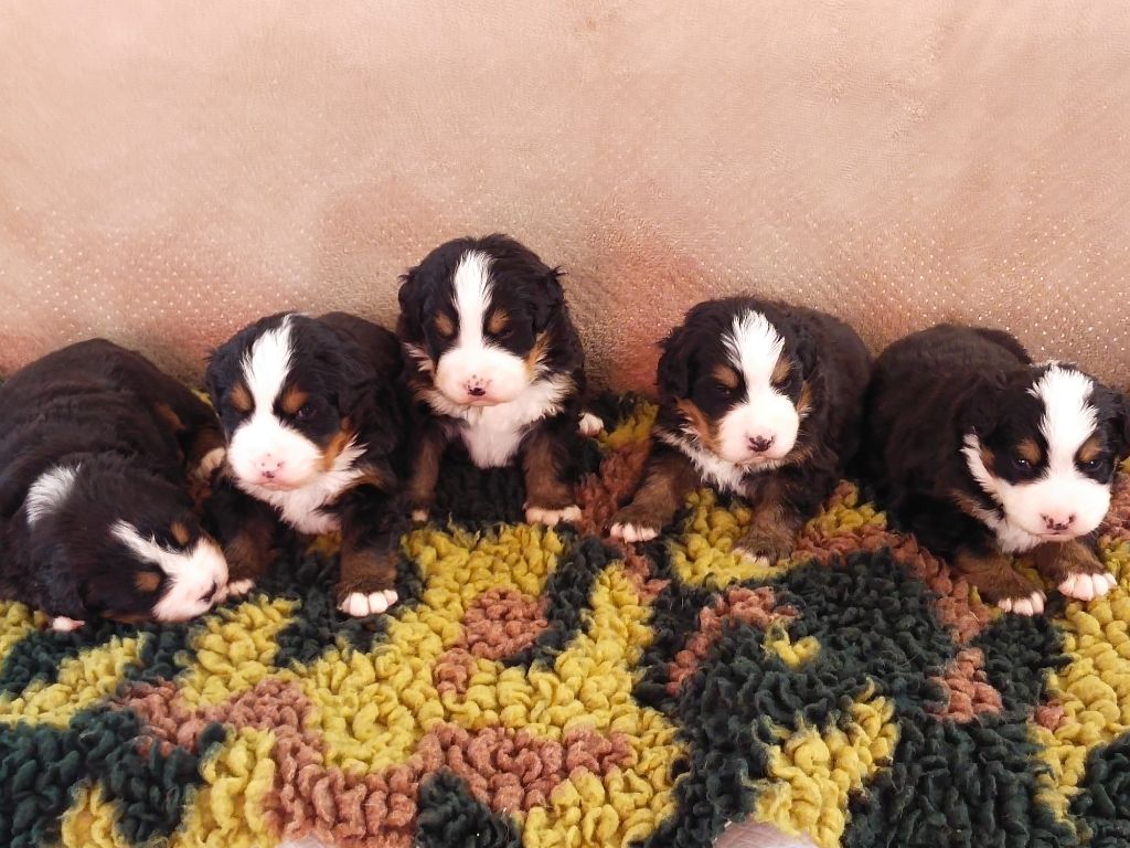 Chiot Bouvier Bernois Du Pays D'auge Fleury
