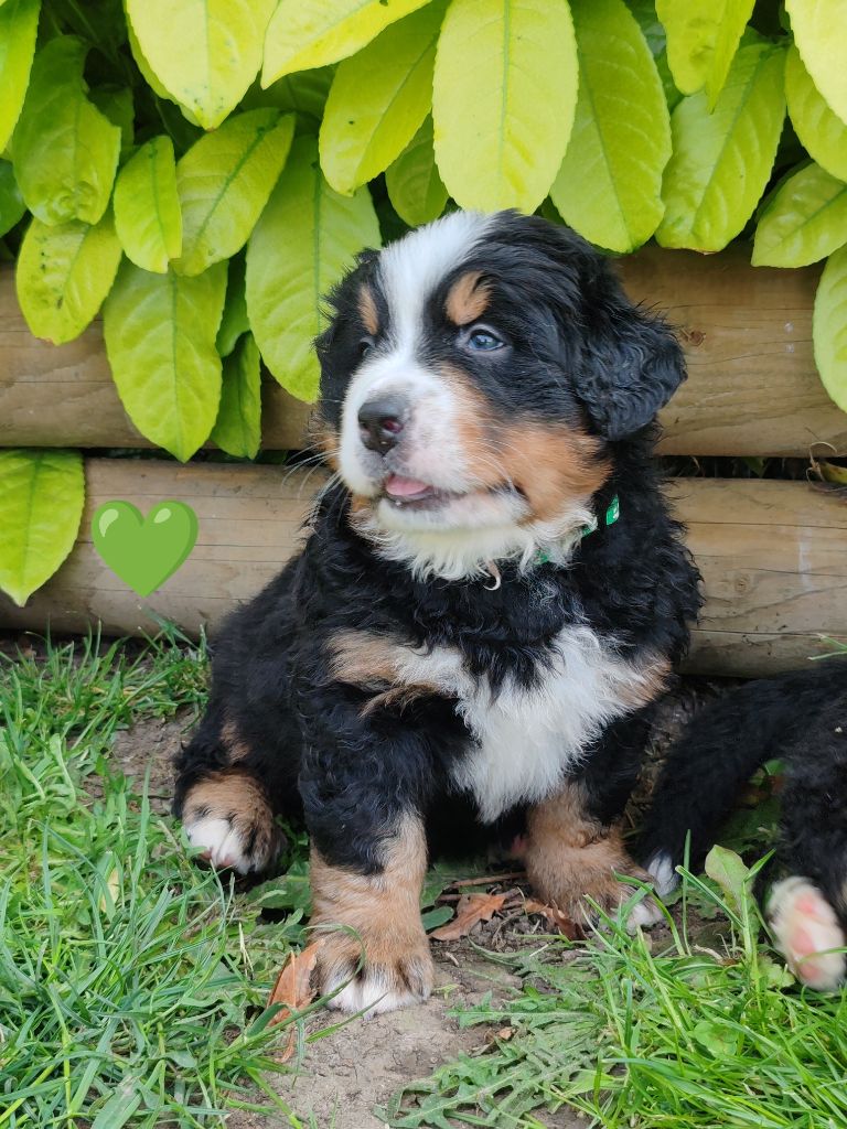 Du Pays D'auge Fleury - Chiots disponibles - Bouvier Bernois