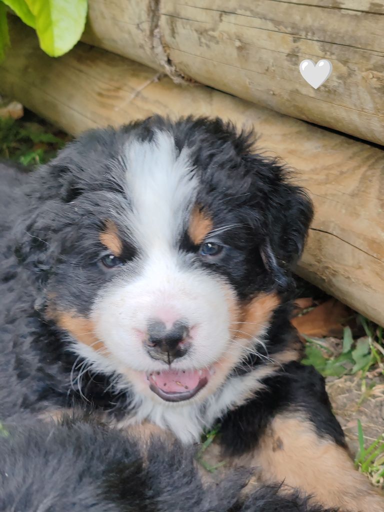Du Pays D'auge Fleury - Chiots disponibles - Bouvier Bernois