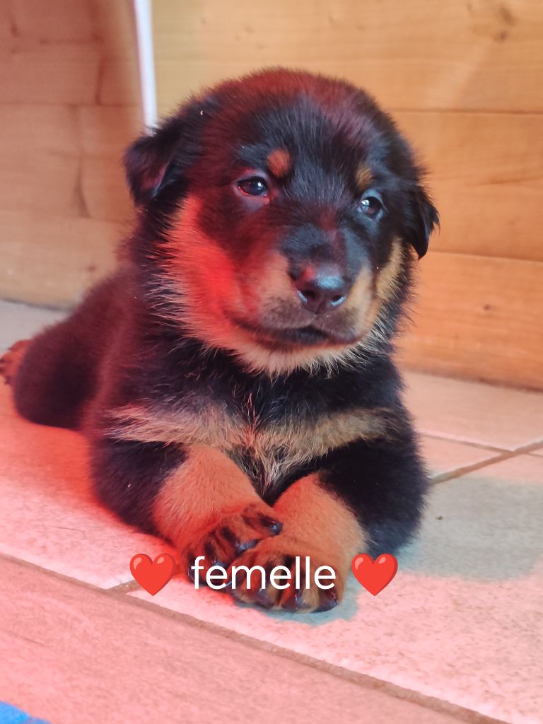 Du Pays D'auge Fleury - Chiots disponibles - Berger de Beauce