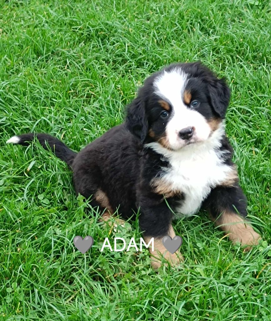 Du Pays D'auge Fleury - Chiots disponibles - Bouvier Bernois