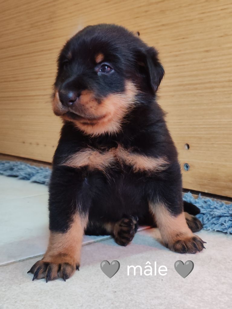 Du Pays D'auge Fleury - Chiots disponibles - Berger de Beauce