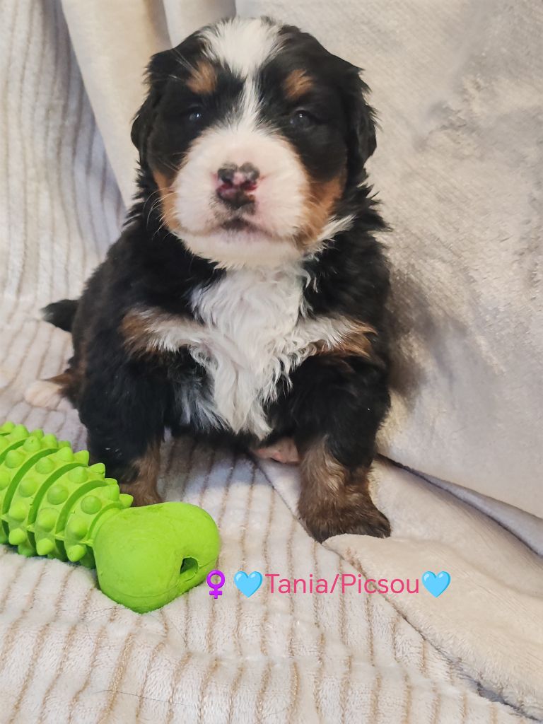 Du Pays D'auge Fleury - Chiots disponibles - Bouvier Bernois