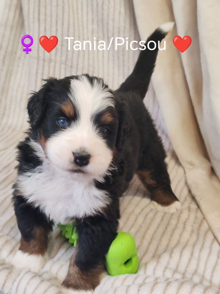 Du Pays D'auge Fleury - Chiots disponibles - Bouvier Bernois