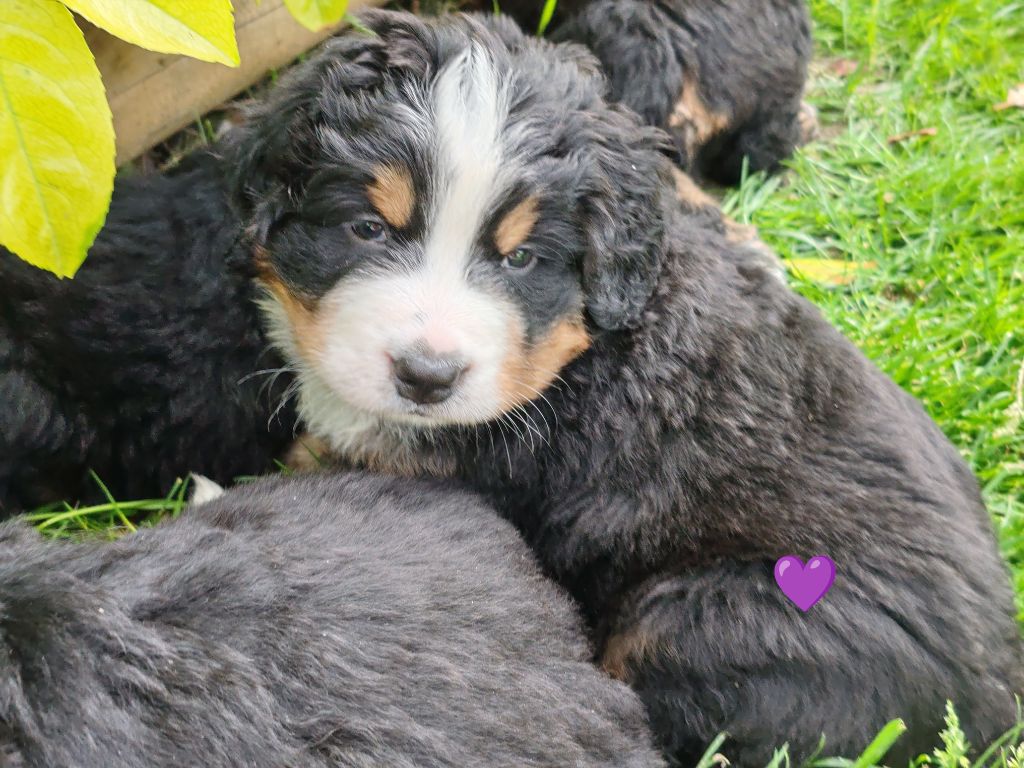 Du Pays D'auge Fleury - Chiots disponibles - Bouvier Bernois