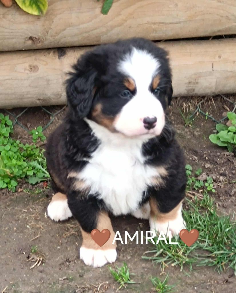 Du Pays D'auge Fleury - Chiots disponibles - Bouvier Bernois