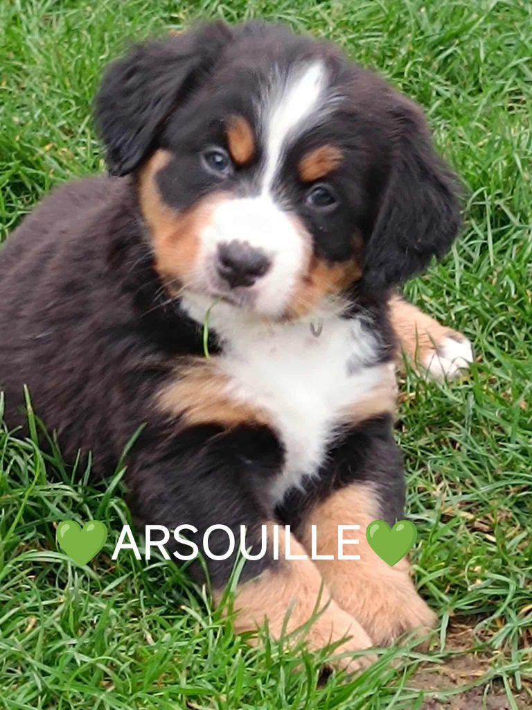 Du Pays D'auge Fleury - Chiots disponibles - Bouvier Bernois