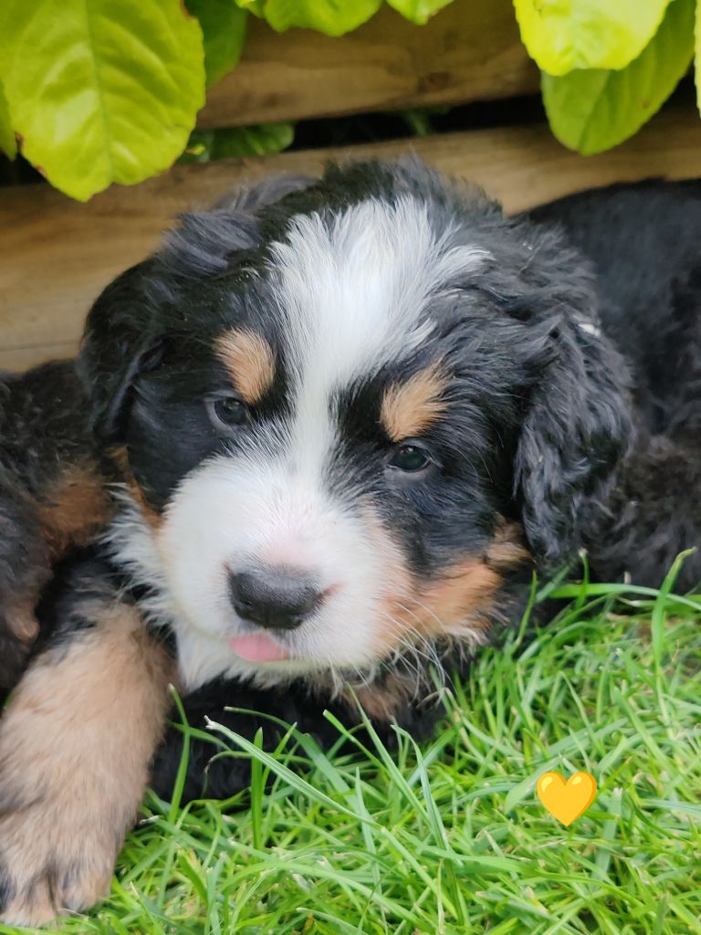 Du Pays D'auge Fleury - Chiots disponibles - Bouvier Bernois