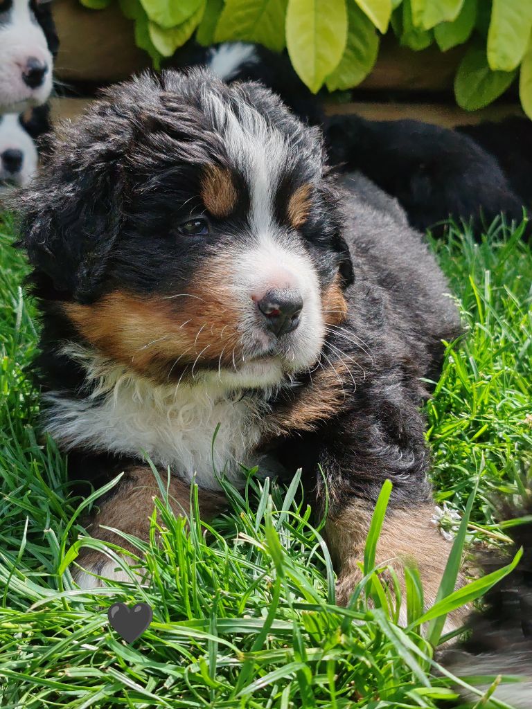 Du Pays D'auge Fleury - Chiots disponibles - Bouvier Bernois