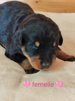Chiot N°4