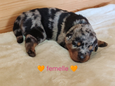 Chiot N°5