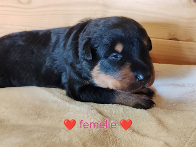 Chiot N°7