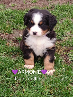 CHIOT 6 sans collier 