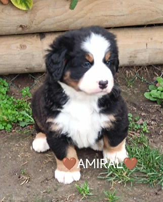 CHIOT collier marron 