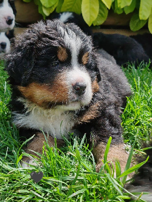 CHIOT collier noir