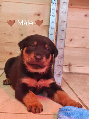 CHIOT collier marron 