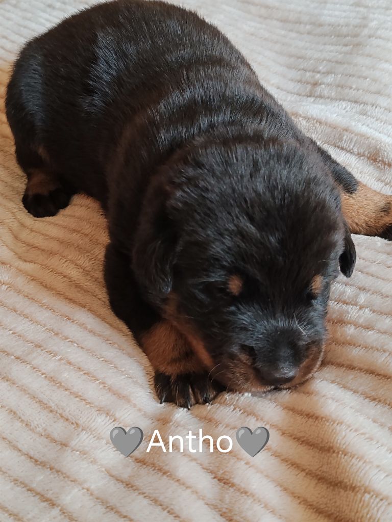 Du Pays D'auge Fleury - Chiots disponibles - Berger de Beauce