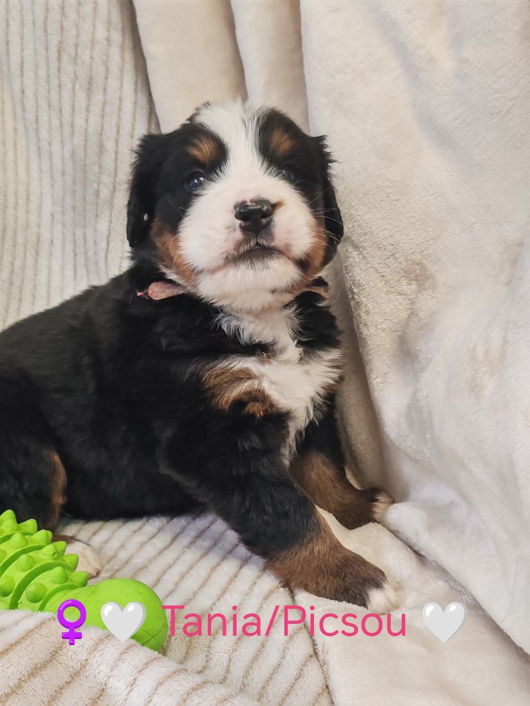 Du Pays D'auge Fleury - Chiots disponibles - Bouvier Bernois