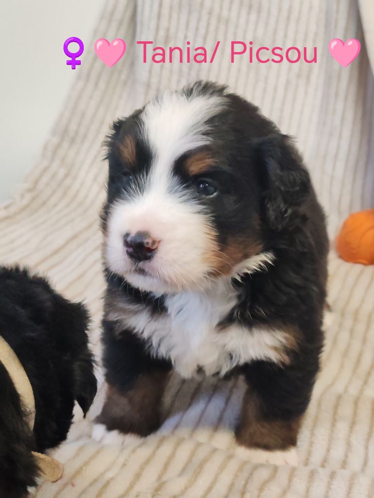 Du Pays D'auge Fleury - Chiots disponibles - Bouvier Bernois