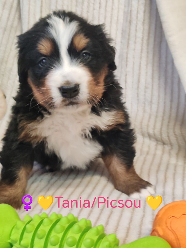 Du Pays D'auge Fleury - Chiots disponibles - Bouvier Bernois