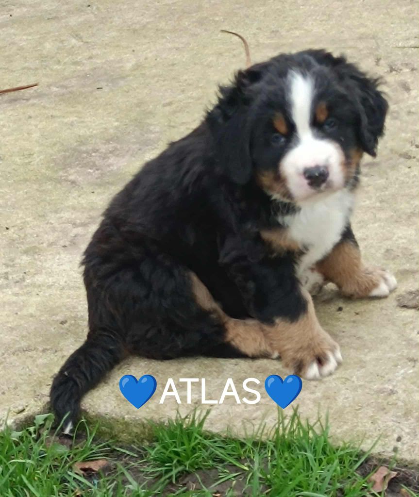 Du Pays D'auge Fleury - Chiots disponibles - Bouvier Bernois