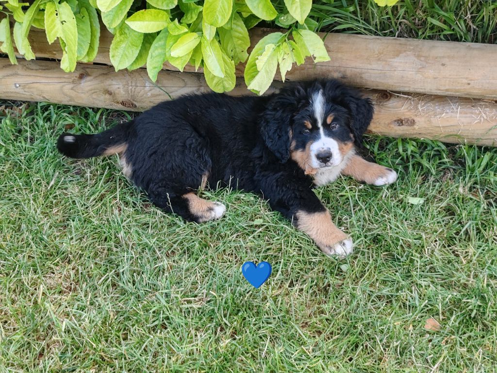 Du Pays D'auge Fleury - Chiots disponibles - Bouvier Bernois
