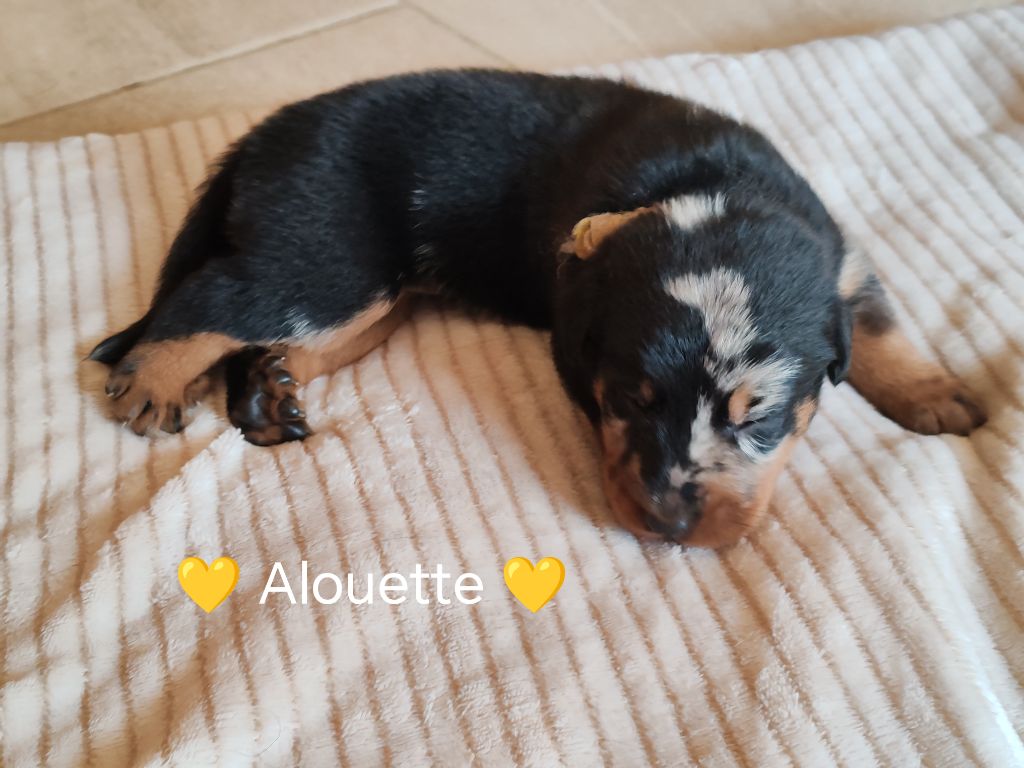 Du Pays D'auge Fleury - Chiots disponibles - Berger de Beauce