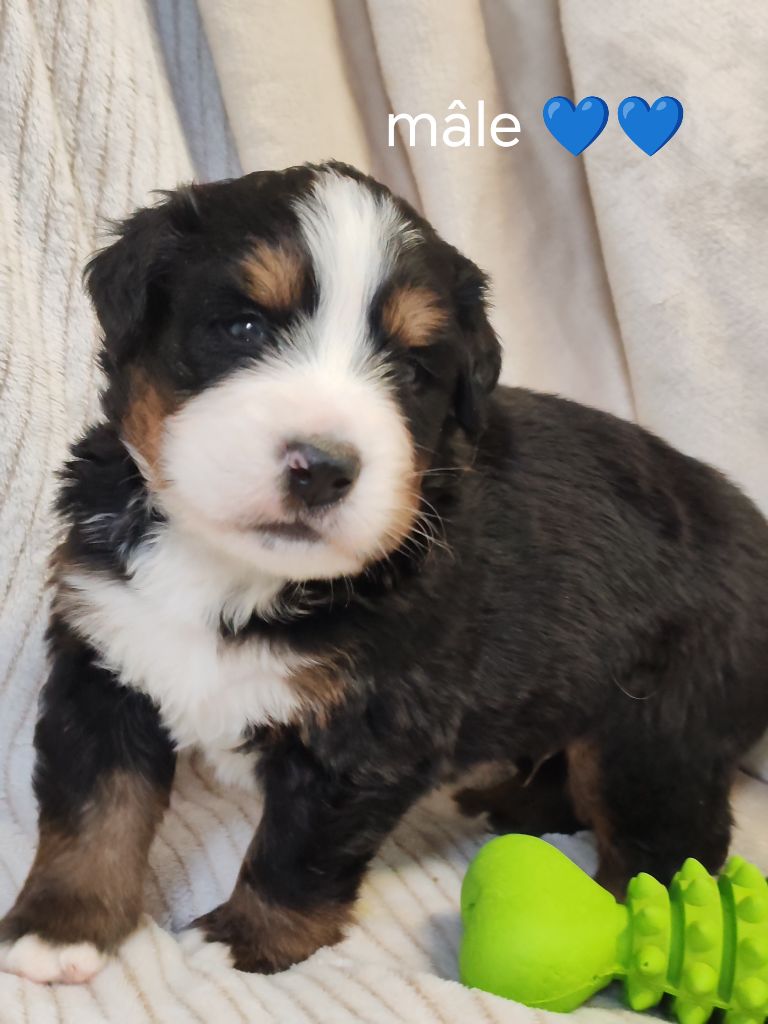 Du Pays D'auge Fleury - Chiots disponibles - Bouvier Bernois