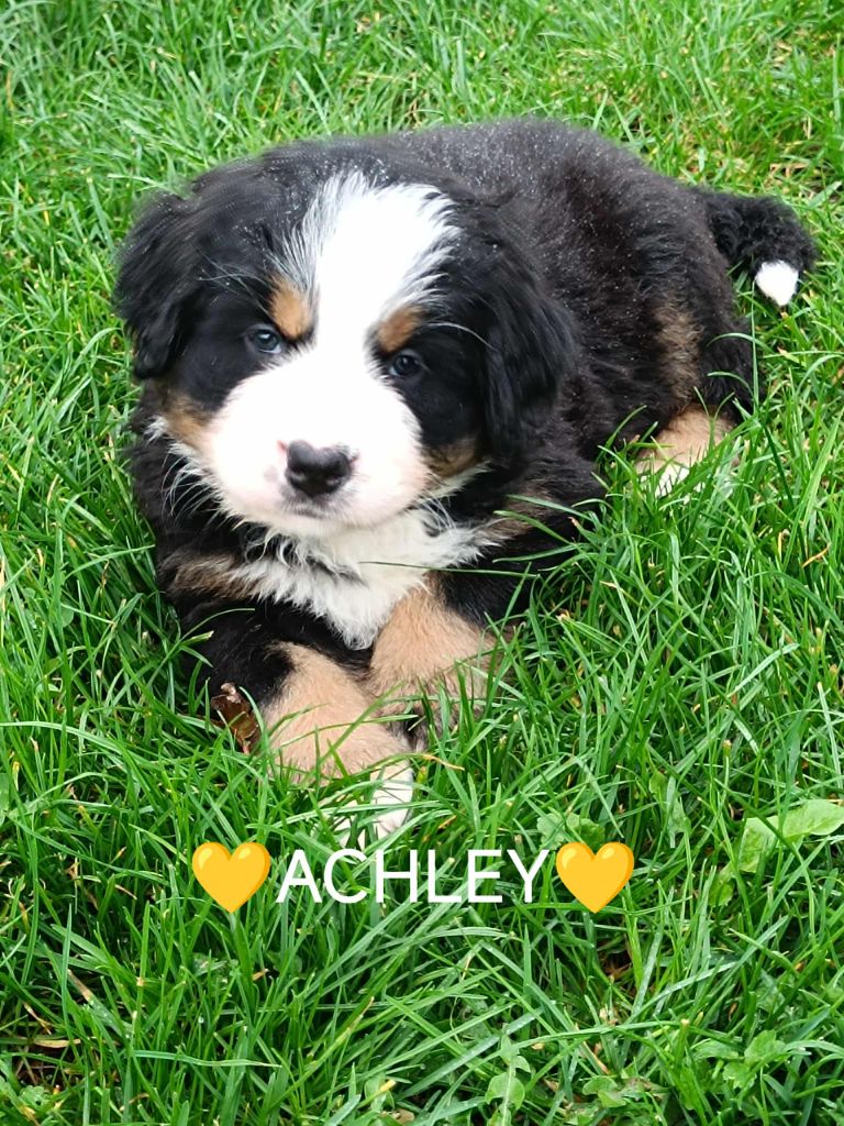 Du Pays D'auge Fleury - Chiots disponibles - Bouvier Bernois